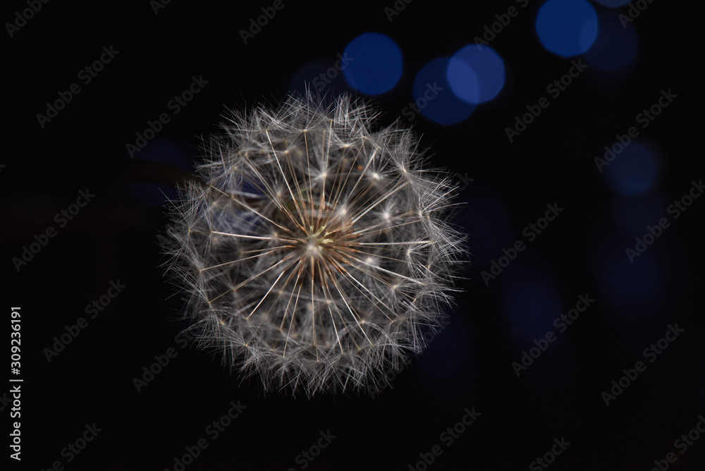 Fototapeta premium Close up Dandelion in high contrast light with black background