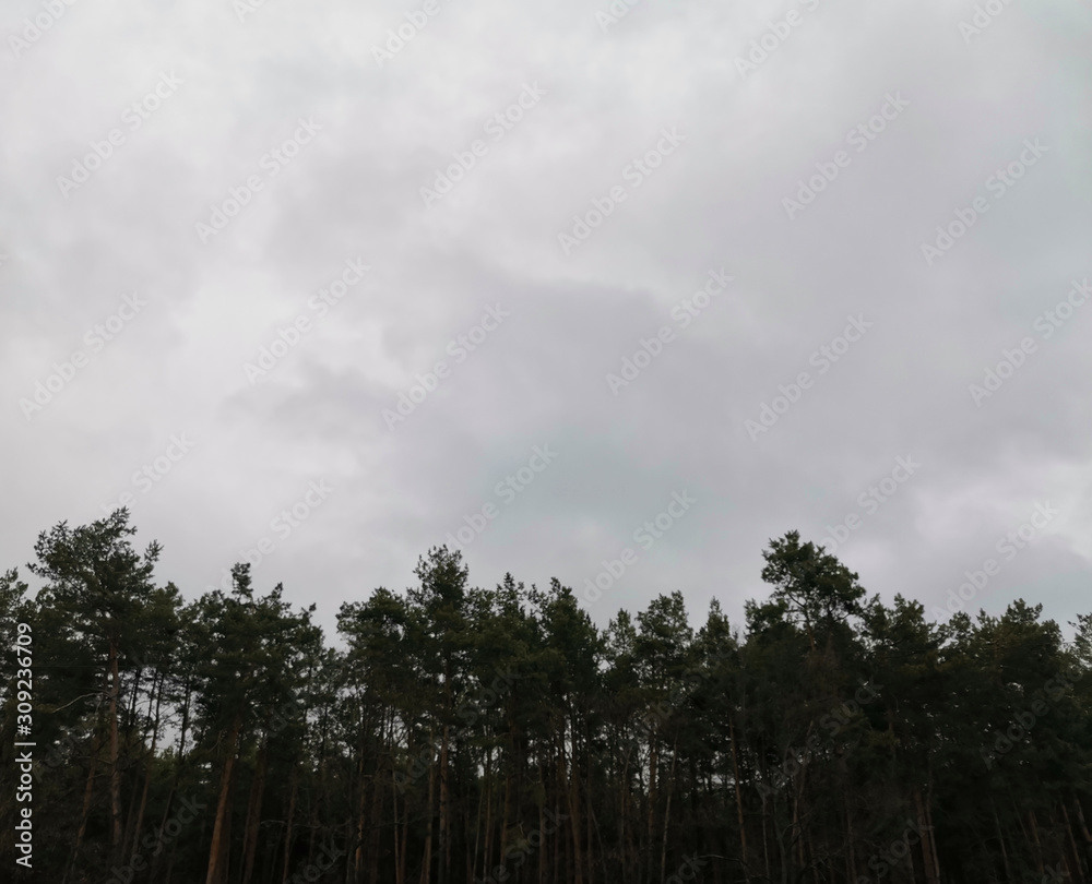 Obraz premium Background of dark pine forest and cloudy sky. Background, texture.