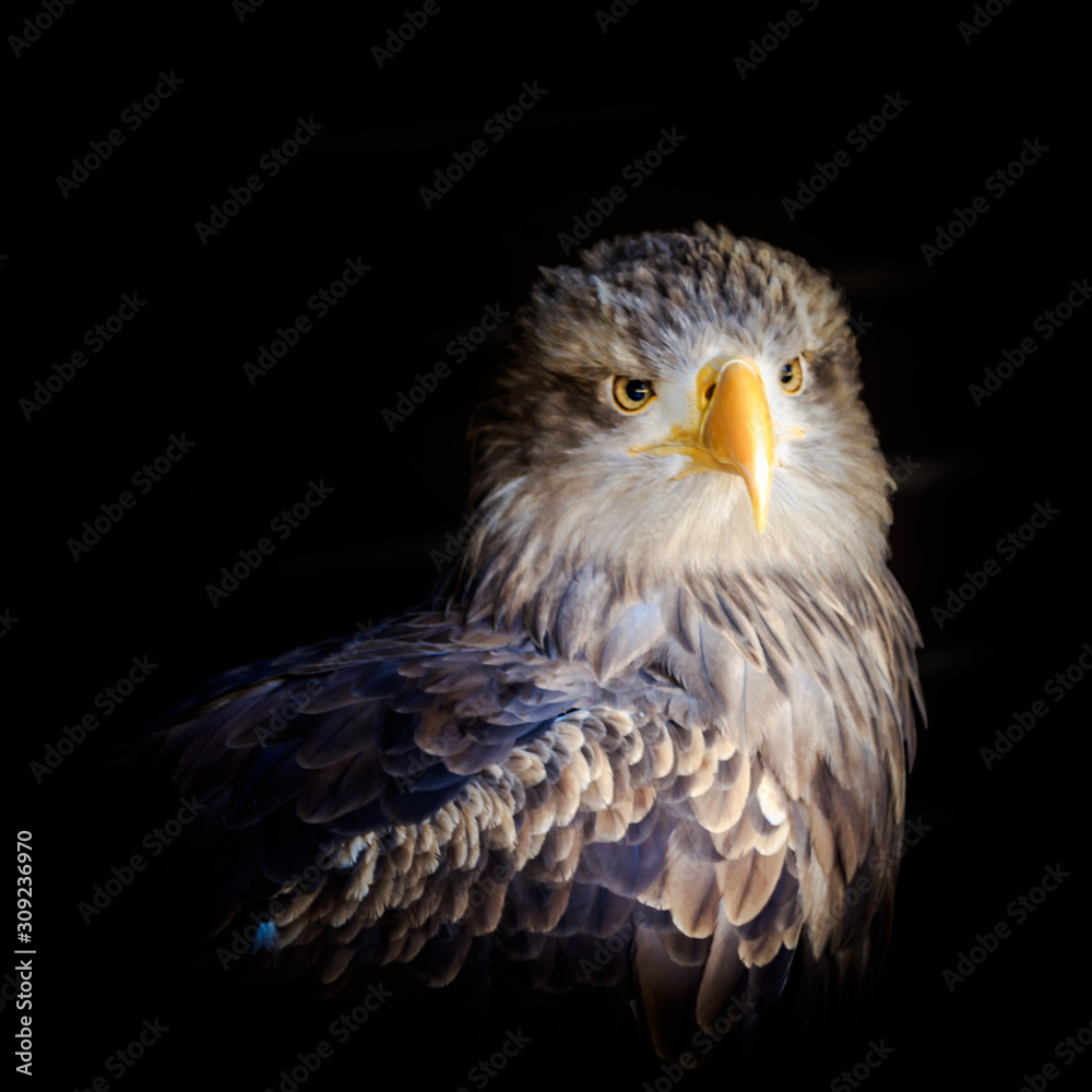 Fototapeta premium European sea eagle