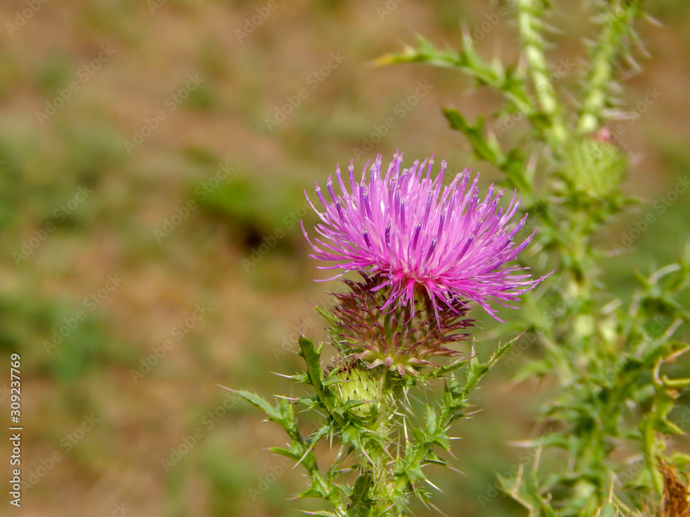 Artichokes growing at the organic farm. Blooming artichokes in natural environment. Artichokes growing at the organic farm. Blooming artichokes in natural environment.