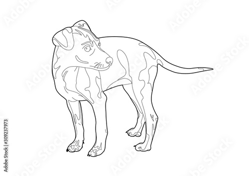 Drawing of a small dog
