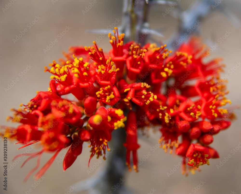 Desert Blooms Desert Blooms