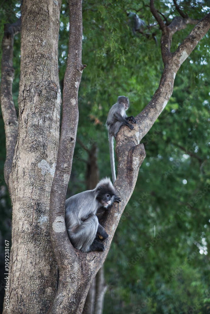 Fototapeta premium Zwei Indochina Languren