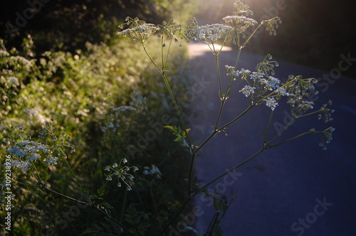 meadow in the dusk