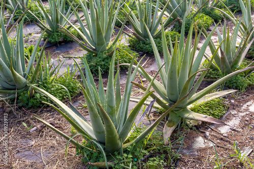 Aloe Vera grows on the beds