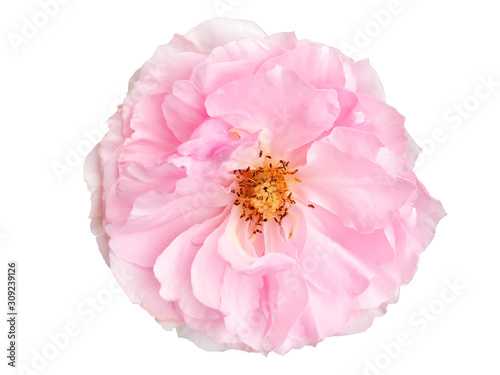 Top view single blooming pink rose on isolated white background