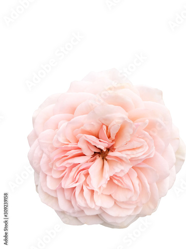 Single top blossom pink rose on isolated white background 