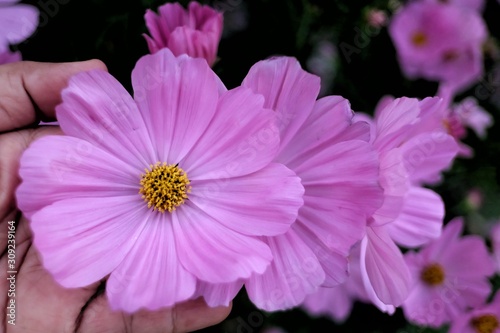 Sweet purple cosmos flower blossom on a female hand with dark background 