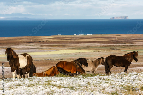 Fototapeta Naklejka Na Ścianę i Meble -  Troupeau de chevaux islandais en liberté sur une piste de terre en Islande