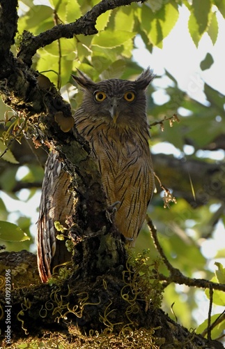 Twanyfish Owl of on branch