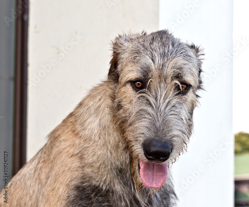 Dog breed irish wolfhound smiling portrait onwtite nature background