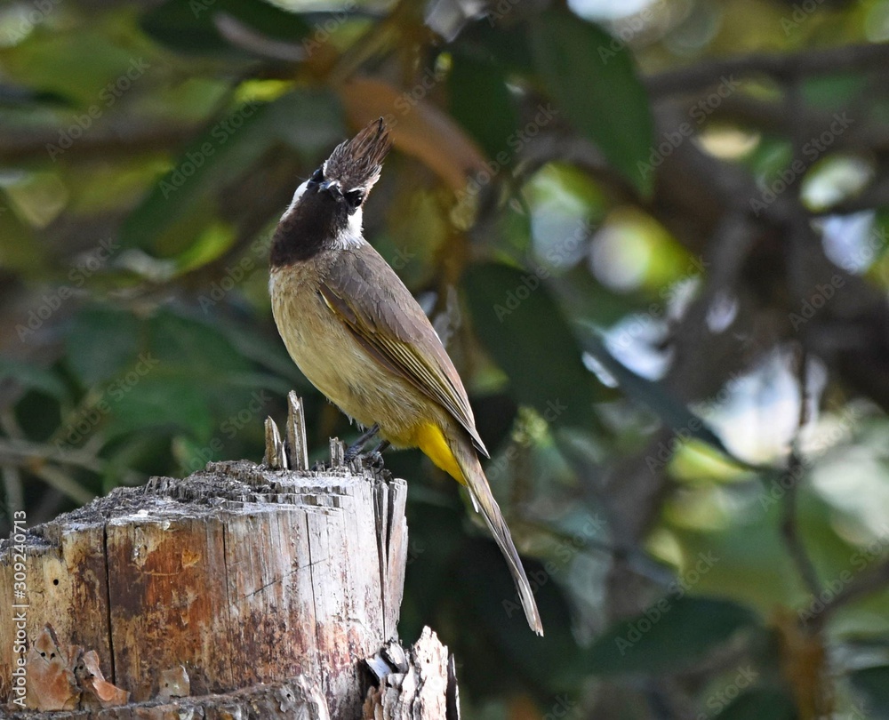 Naklejka premium Bulbul on perch.
