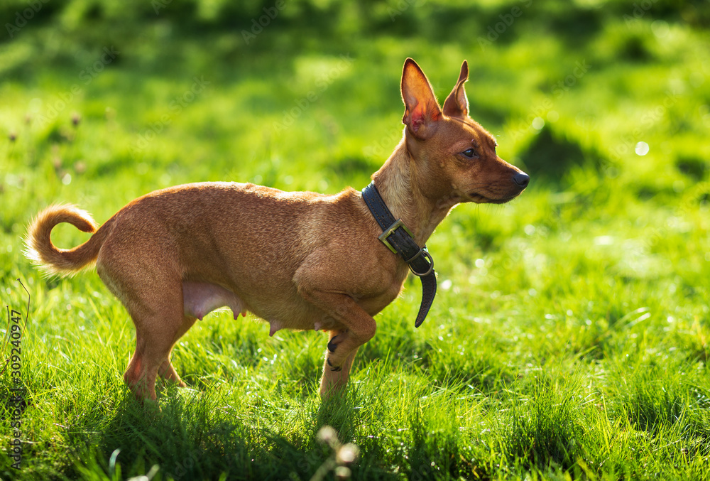 Miniature pinscher dog in the nature