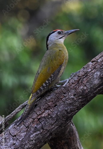 Woodpecker on perch.
