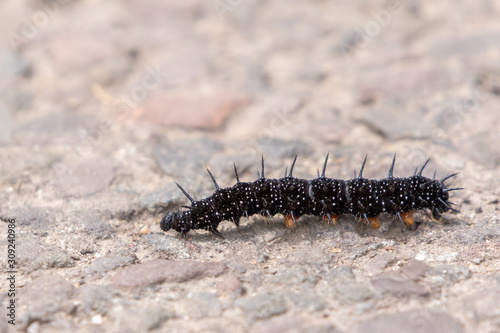 Peacock Butterfly Caterpillar