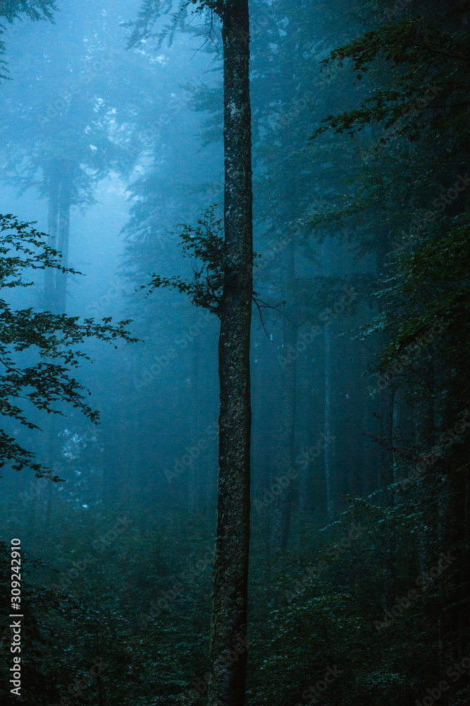 Fototapeta Blue hour in the foggy forest. Moody scene in the wilderness.