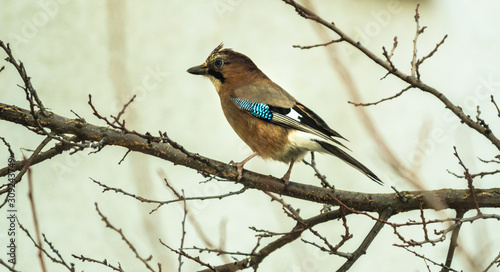Jay sits on a branch against a bright background in cold winter weather, photo in the form of a banner © FellowNeko