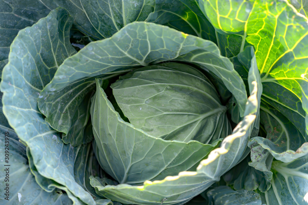 Cauliflower is ready to be harvested from the organic farm of Thailand. Cauliflower is ready to be harvested from the organic farm of Thailand.