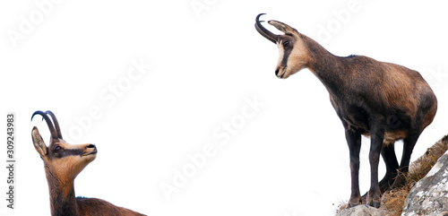 wild chamois goat isolated on white background. looking up photo