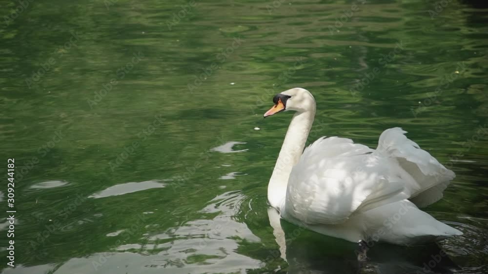 one lonely graceful white swan swimming in green pond or lake in park. peace, nature, bird concept. calm clean reflection water. single beautiful bird floating. wings lift up one lonely graceful white swan swimming in green pond or lake in park. peace, nature, bird concept. calm clean reflection water. single beautiful bird floating. wings lift up