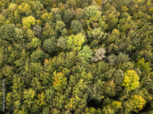 Aerial view of colorful forest in autumn by drone