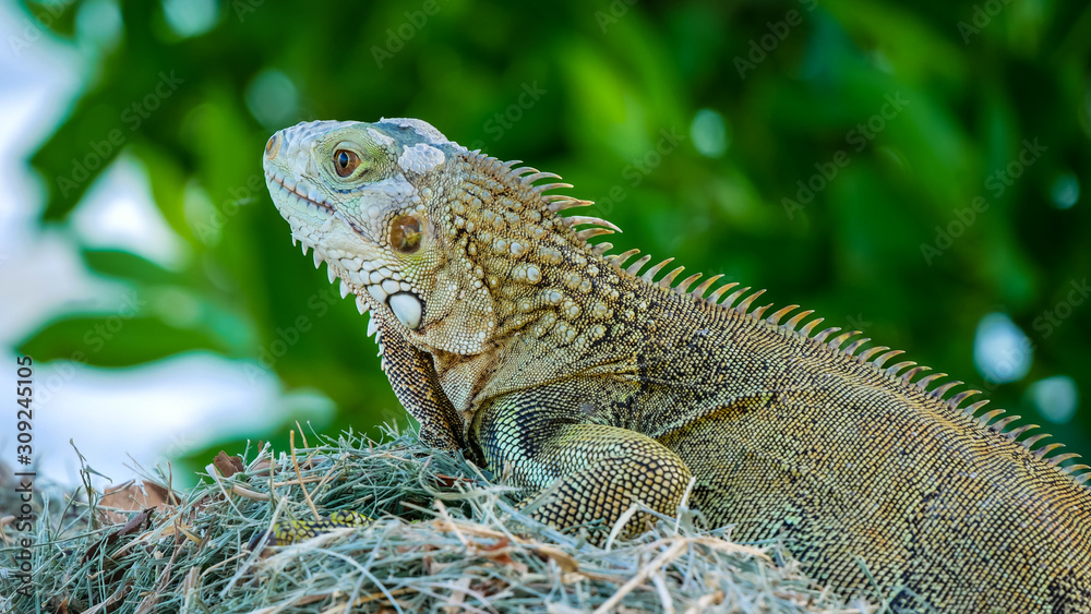 Closeup of cute green Iguana on the green grass with blurred green background Closeup of cute green Iguana on the green grass with blurred green background
