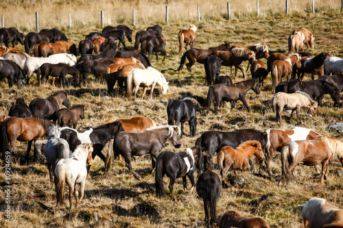 Troupeau de chevaux islandais en liberté dans une prairie en Islande