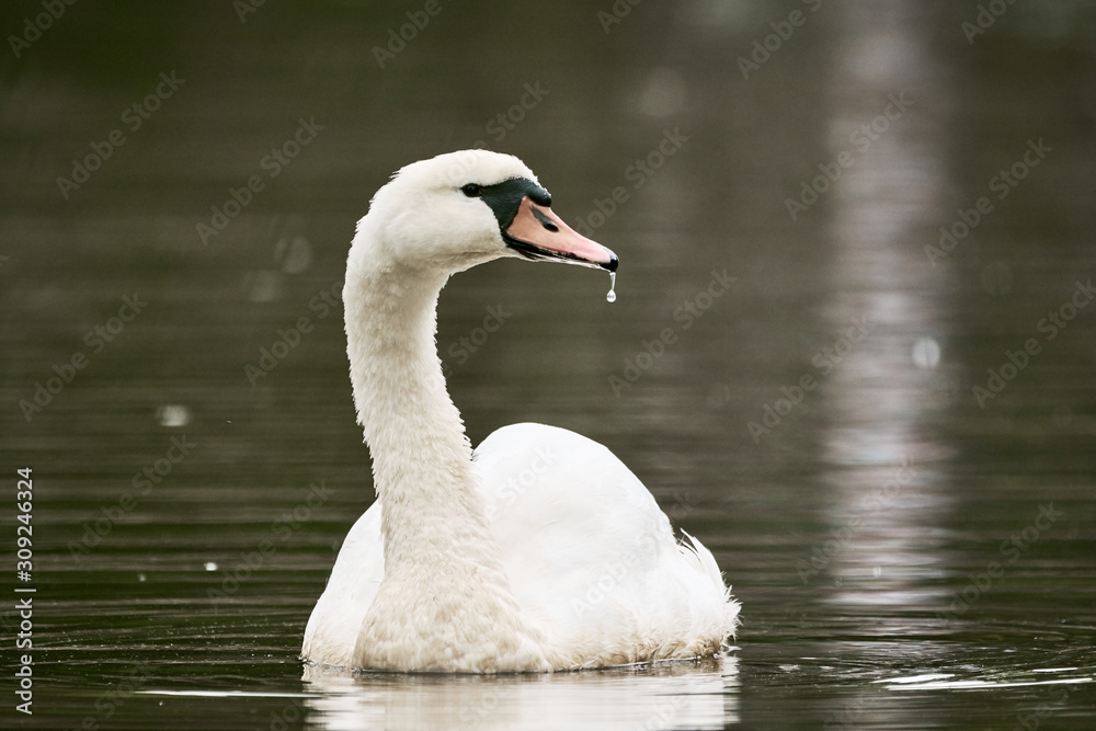 Mute Swan ( Cygnus olor ) swimming in the lake Mute Swan ( Cygnus olor ) swimming in the lake