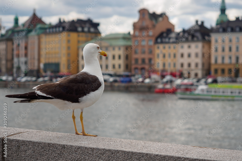 Seagull at view of Stockholm, Sweden