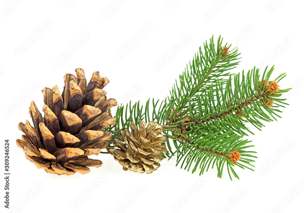 Pine branch with pine cones isolated on white background. Christmas background. Pine branch with pine cones isolated on white background. Christmas background.