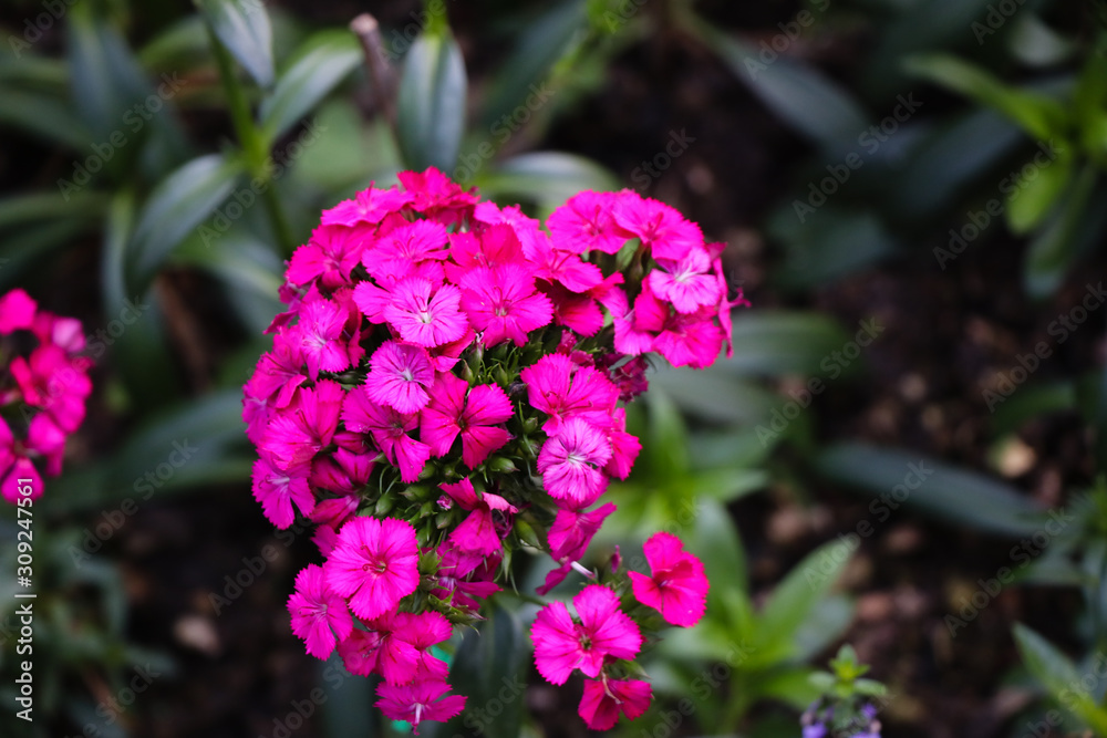 sweet william pink  beautiful multi-colored terry carnations 