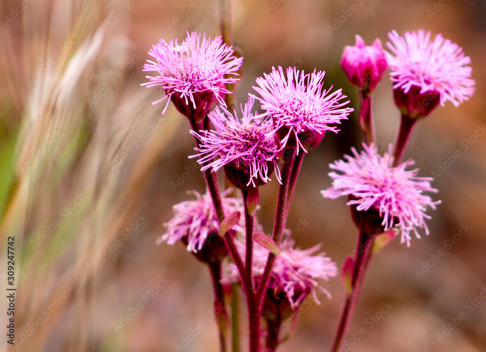 Vibrant pink pompom weed against soft focus background Vibrant pink pompom weed against soft focus background