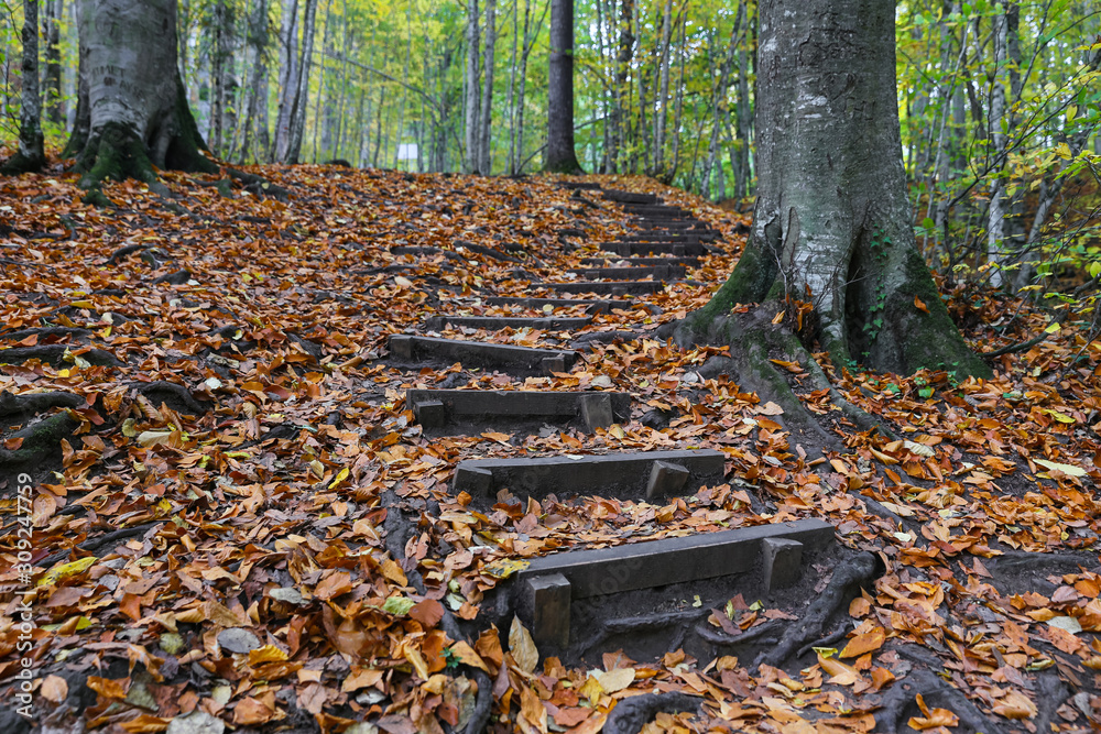Path in Yedigoller National Park, Bolu, Turkey Path in Yedigoller National Park, Bolu, Turkey