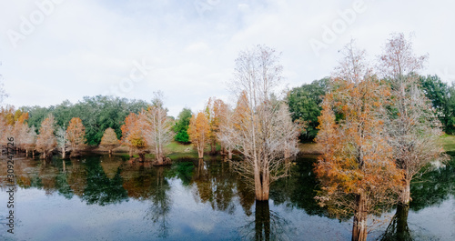 Metasequoia glyptostroboides tree grown in water