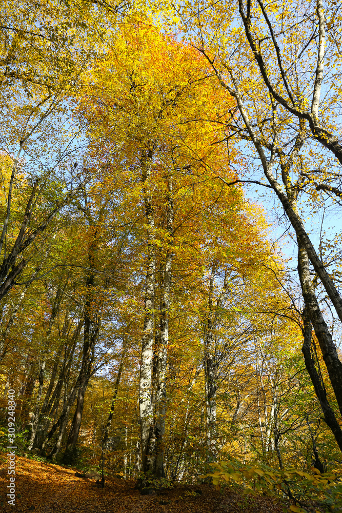 Fototapeta premium Forest in Yedigoller National Park, Bolu, Turkey
