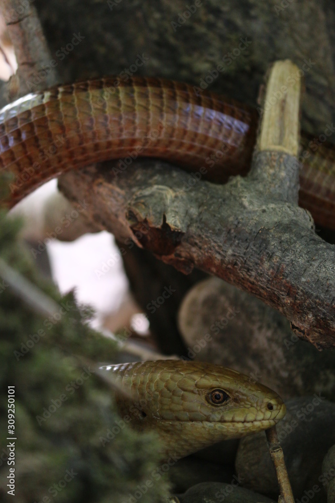 Obraz premium schlange