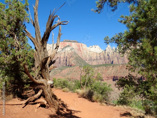 Mountain in Zion National Park with dead tree and green tree and blue sky