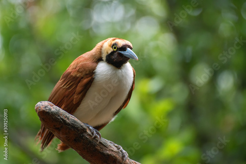 a bird from irian jaya, indonesia
