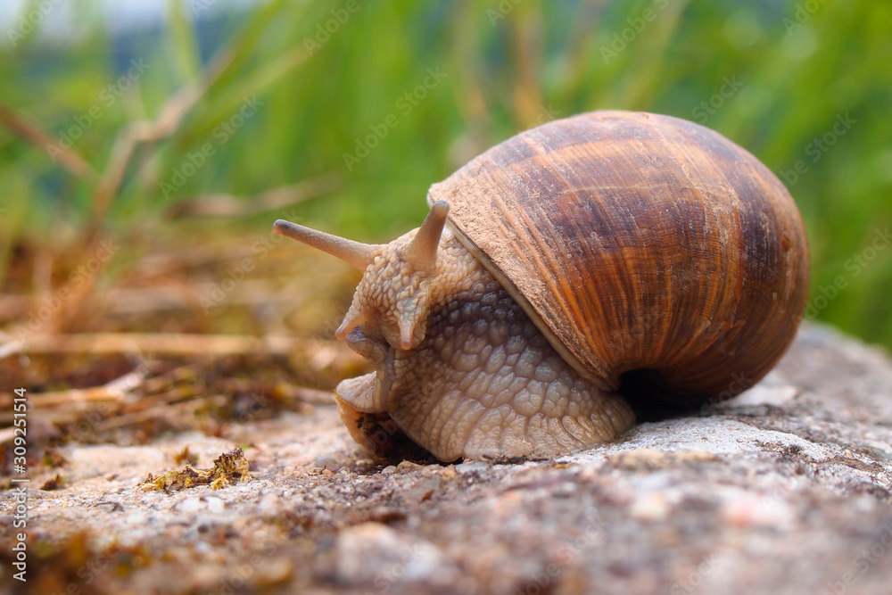 roman snail close-up roman snail close-up