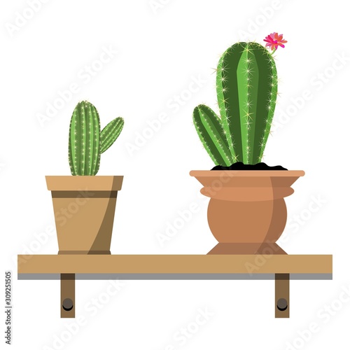 2 potted cactus plants in proper colorful flower pots against white wall. House plants on woden shelf isolated on white