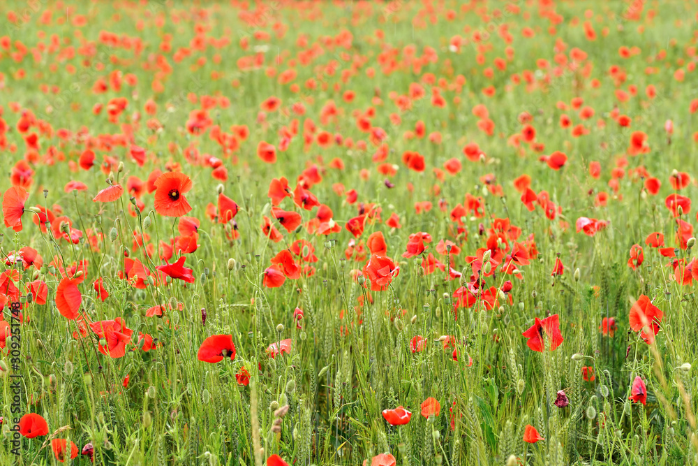 Many bright red poppies growing in unripe wheat field