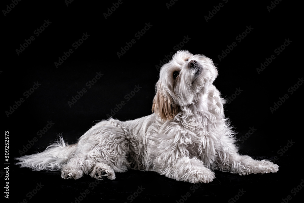 Bichon Maltese white-haired dog looking up in front of a black background Bichon Maltese white-haired dog looking up in front of a black background