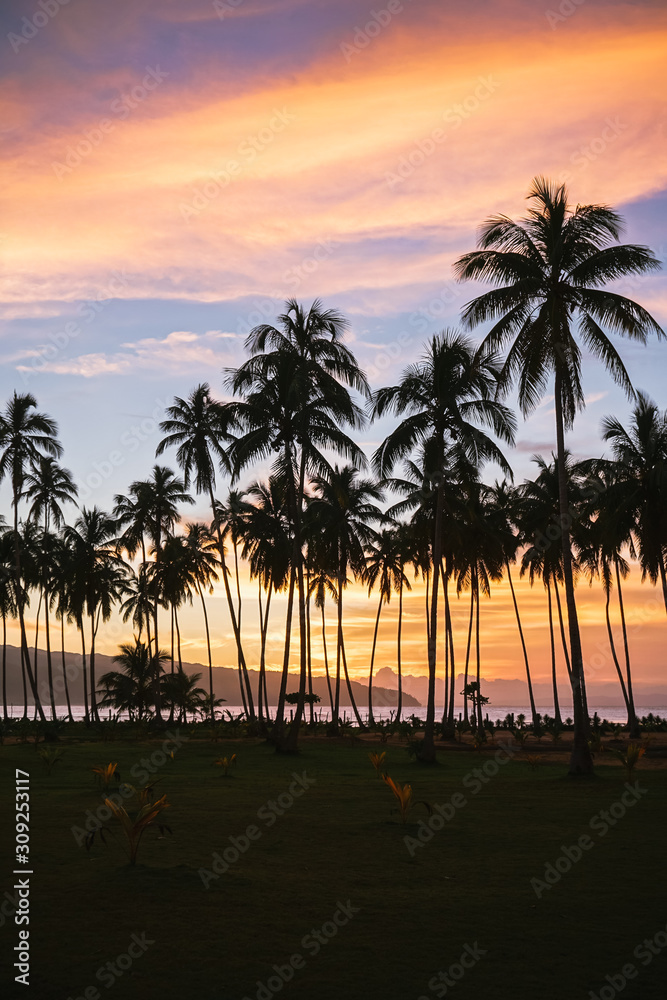 Palmtrees at sunset