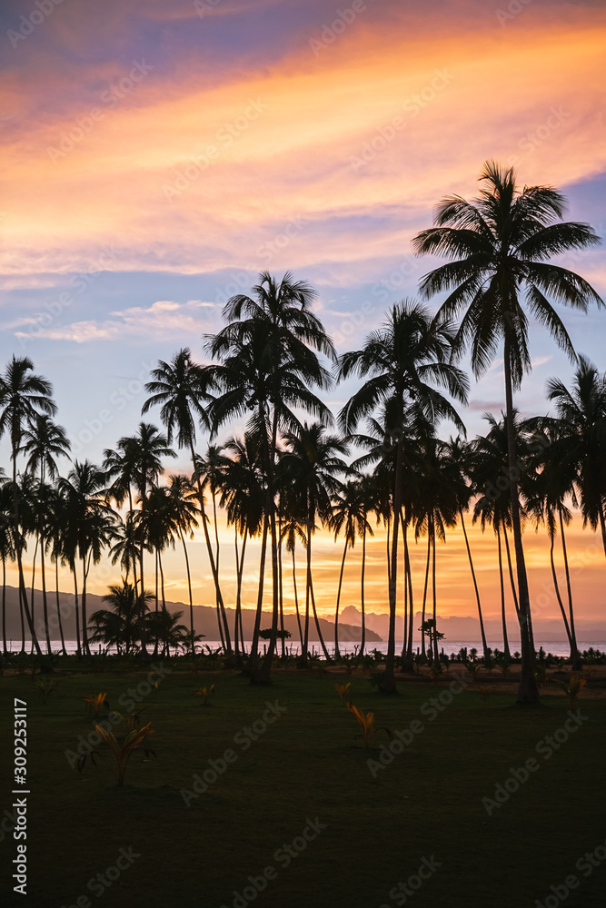 Obraz premium Palmtrees at sunset
