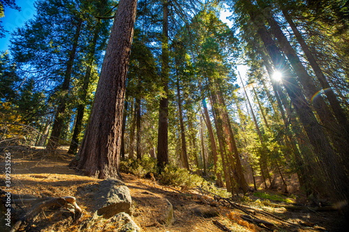 Fototapeta Naklejka Na Ścianę i Meble -  Sequoia National Park. California. USA.