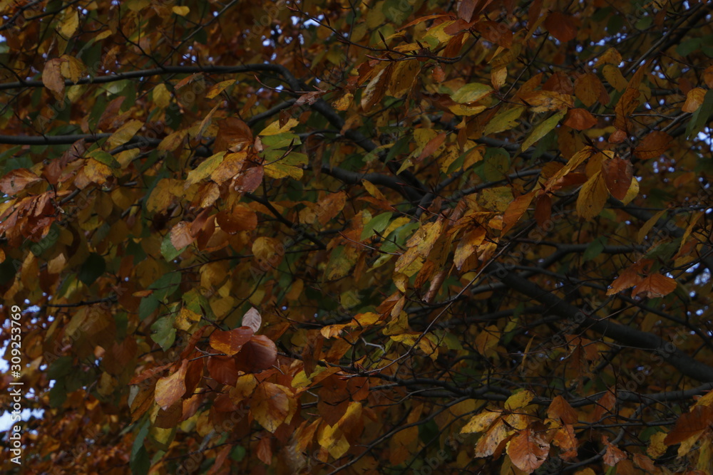 Urban park in an autumn day Urban park in an autumn day