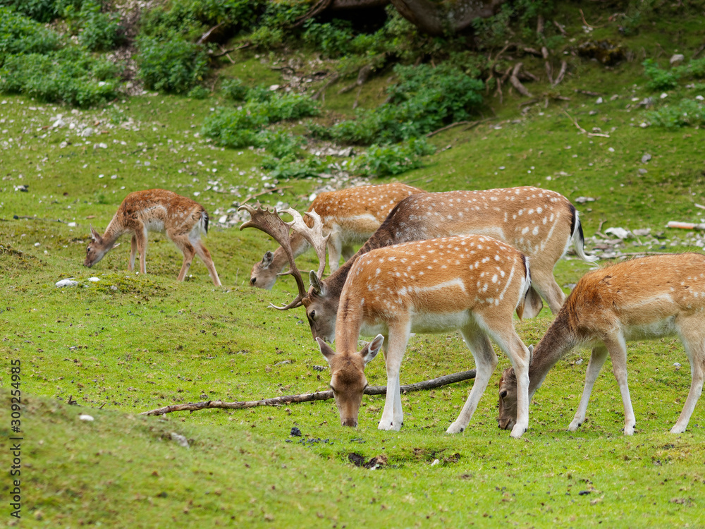 Daims européens (Dama dama), Groupe de mâle, femelle et faon broutant l'herbe d'une prairie Daims européens (Dama dama), Groupe de mâle, femelle et faon broutant l'herbe d'une prairie
