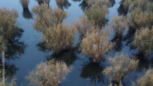 Reed in lake