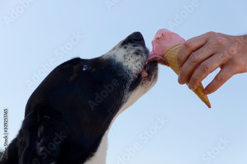 Dog eating ice cream with blue sky as background