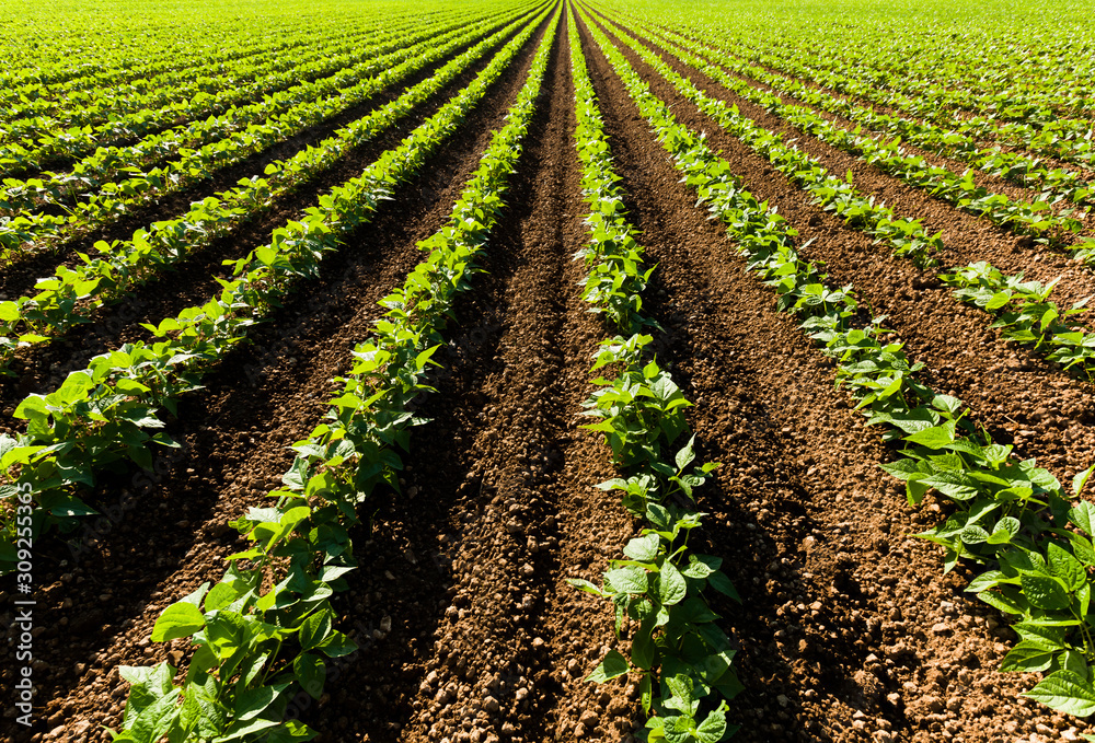 Crop field Crop field